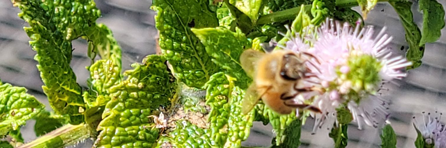 KitSparklepuff's profile banner image