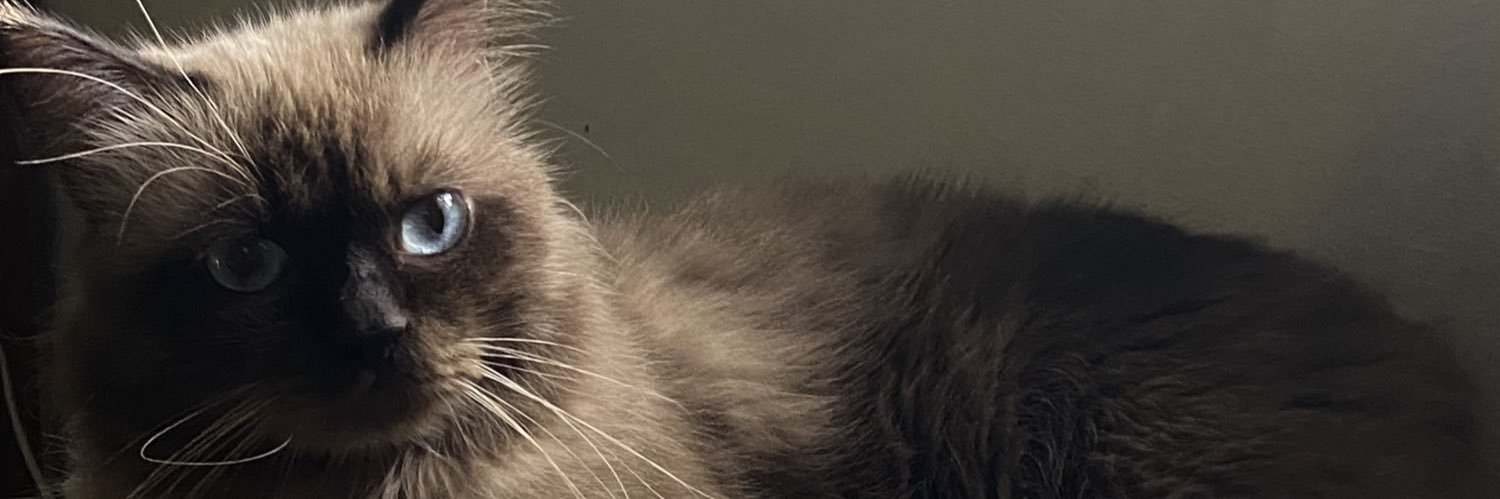 Sofiyafrando's profile banner image