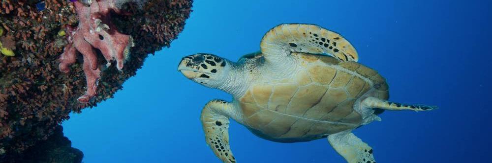aquatica_pcaa's profile banner image