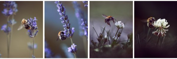 mikeahrens_ Profile Banner