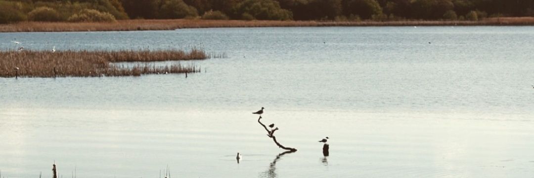 GoyJbay's profile banner image