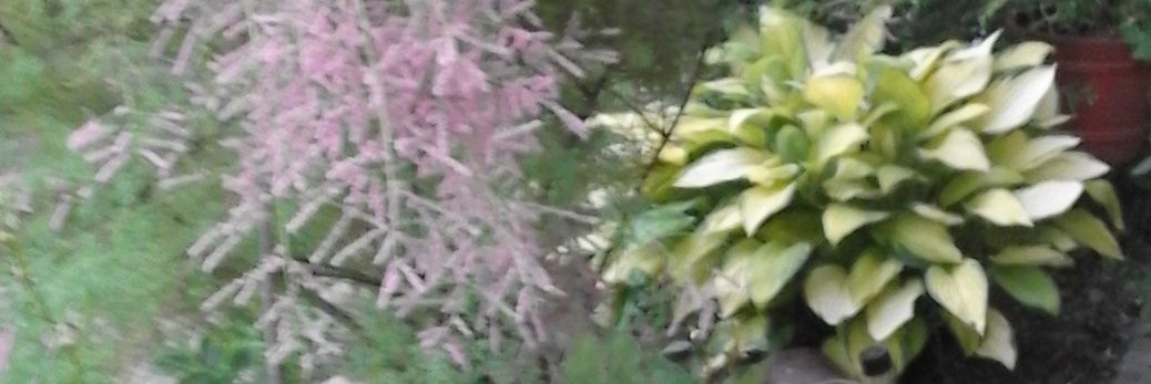 eva_pakula's profile banner image