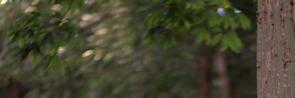 fravineas Profile Banner