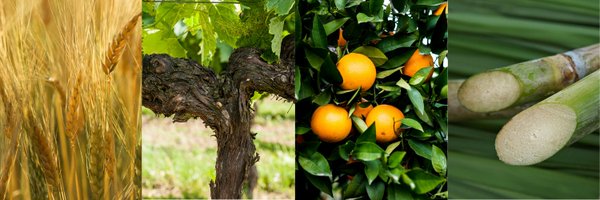 remycointreau Profile Banner