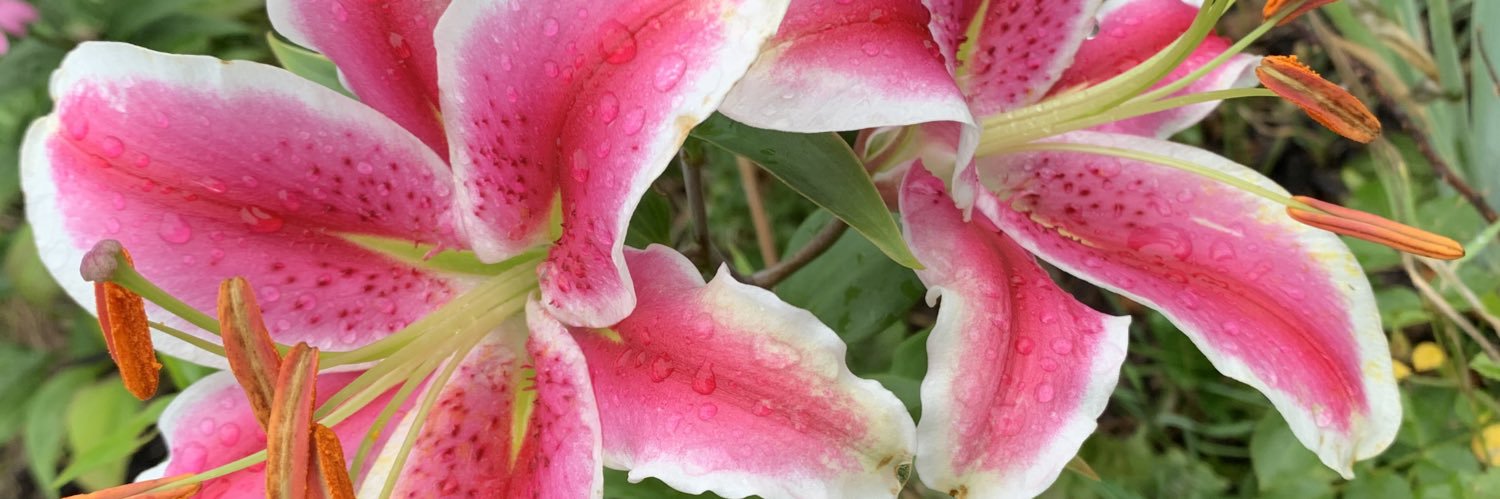 ᗰOᗰ, ᗰOᗰ, ᗰOᗰ, ᗰOᗰ banner