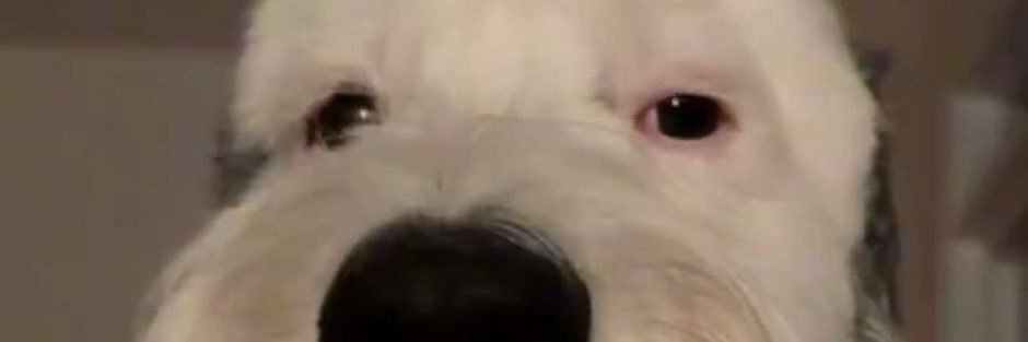 Iheartaltgurls's profile banner image
