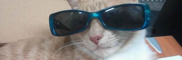 rexkat Profile Banner