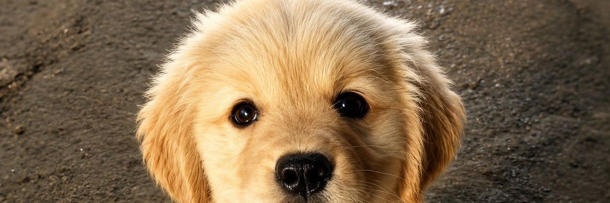 🙏 banner