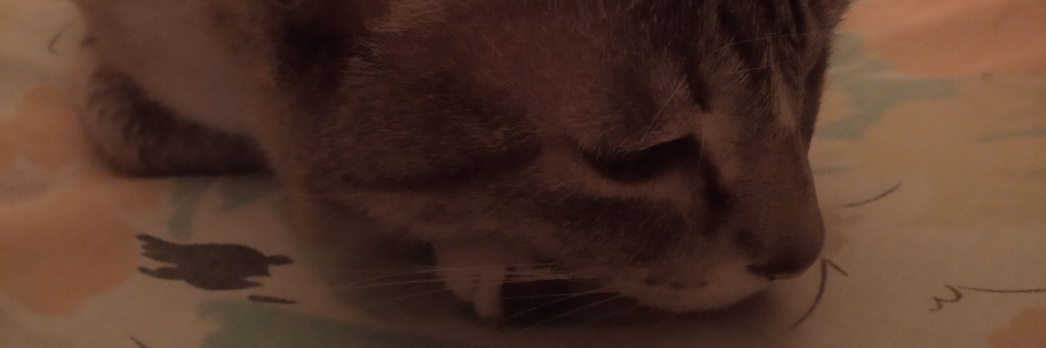 Ark_Lilha_Beth's profile banner image