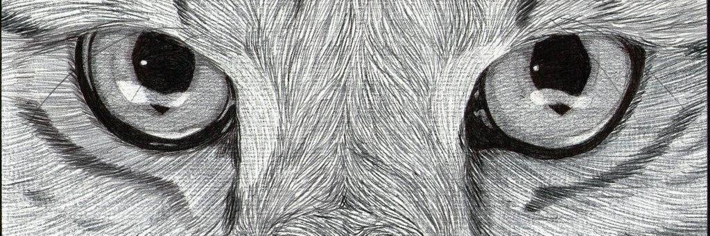 missingcatseast's profile banner image