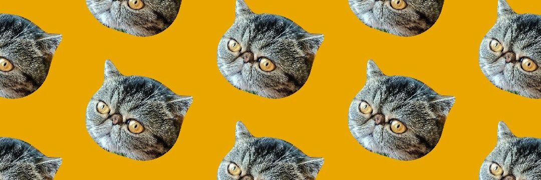 ぼんとうず banner