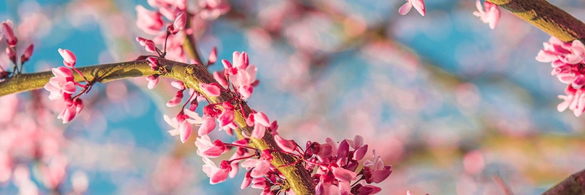 SoulNiche's profile banner image