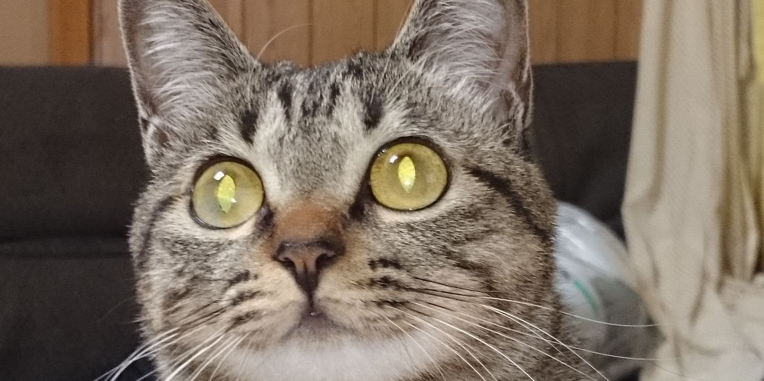 CatThicthic's profile banner image