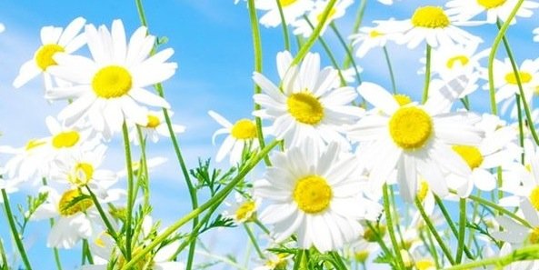 norafhenderson's profile banner image
