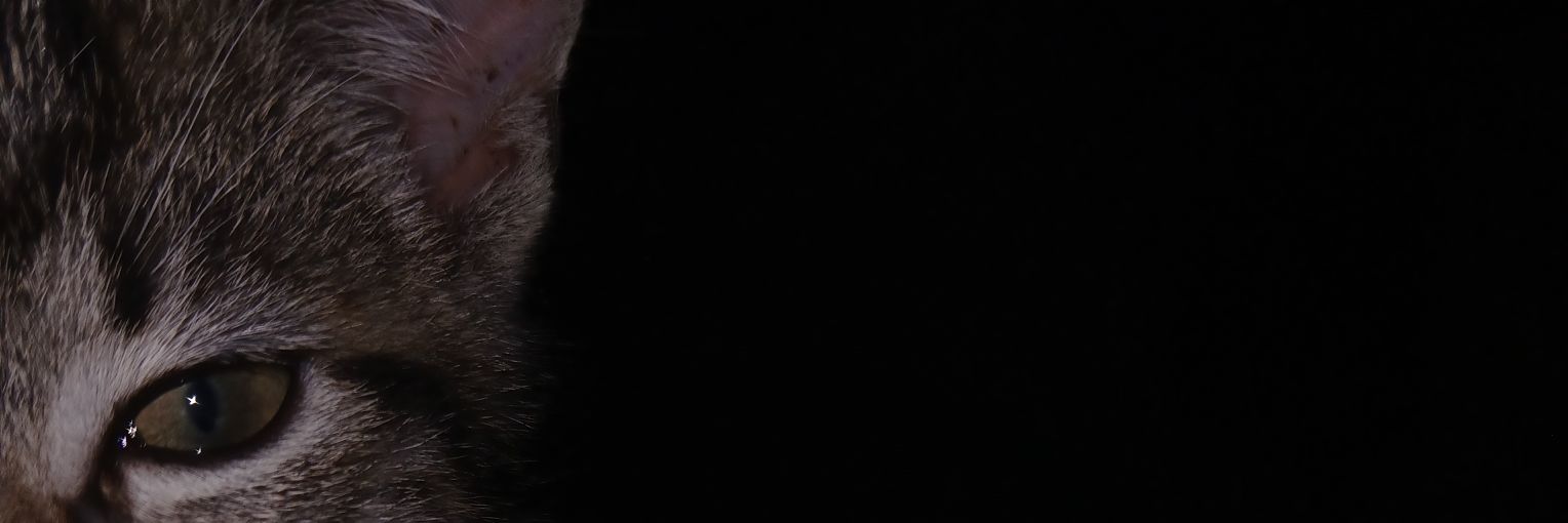 MalgasBuhle's profile banner image