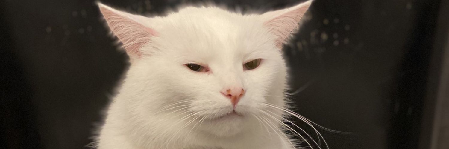 vespertsi's profile banner image