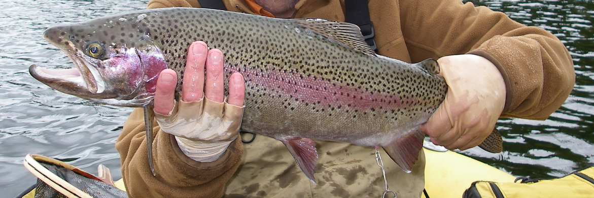 myfishwell's profile banner image