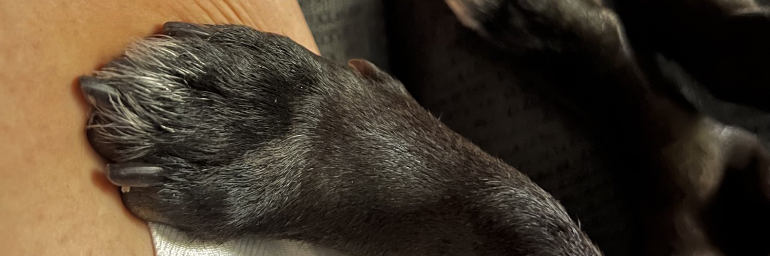 lezcanomell's profile banner image