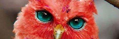 Jeanell Stokes banner