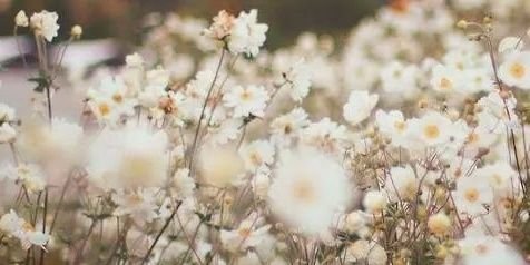 ayse_bayrm's profile banner image