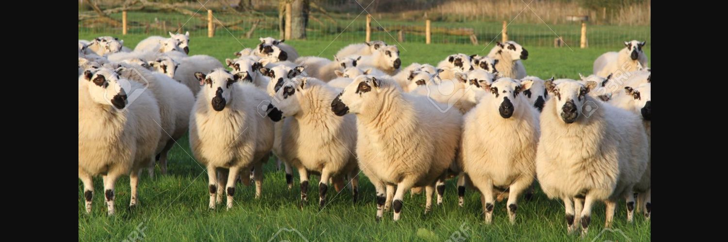 Sheepguy1's profile banner image