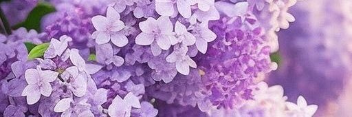 Vica_C's profile banner image
