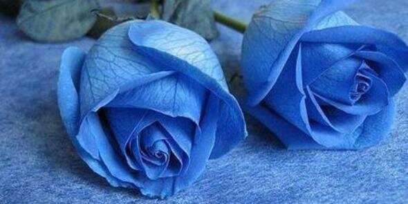 BuyMeBlueRoses's profile banner image