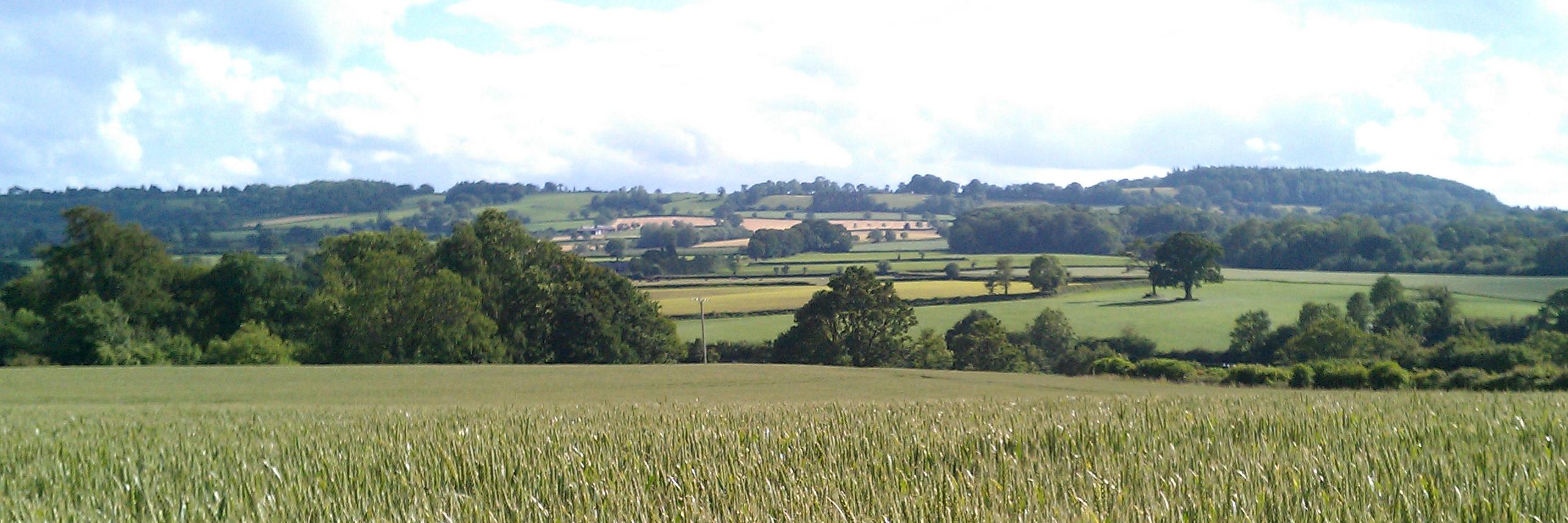 Dr Natalie Whitehead banner