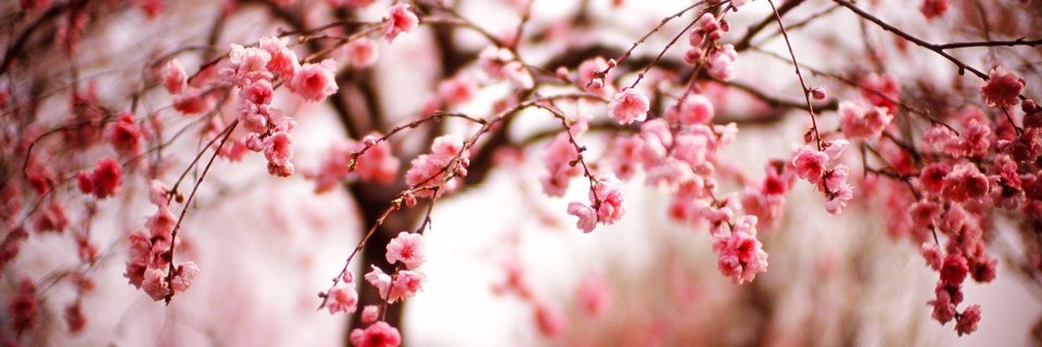 cara 🌸 banner