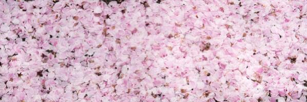 KonohaFlower's profile banner image