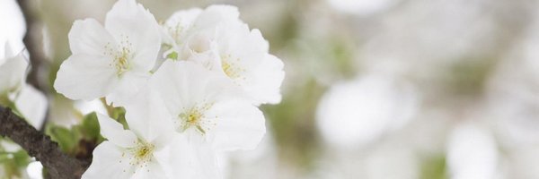 Zaylpzz Profile Banner