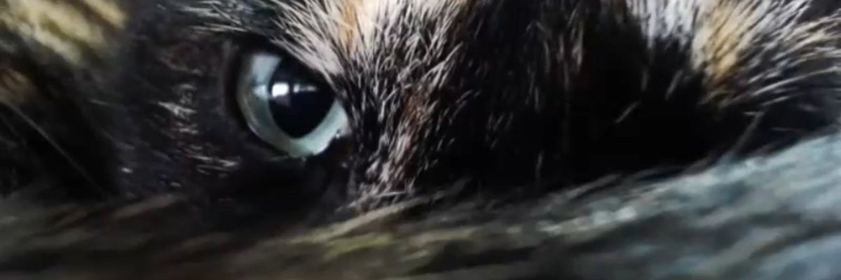 wing_hiro_twitt's profile banner image