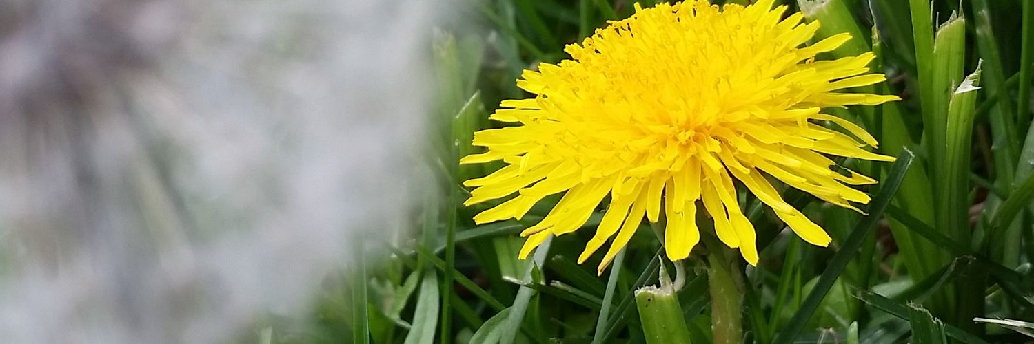 BrooksKitkat's profile banner image