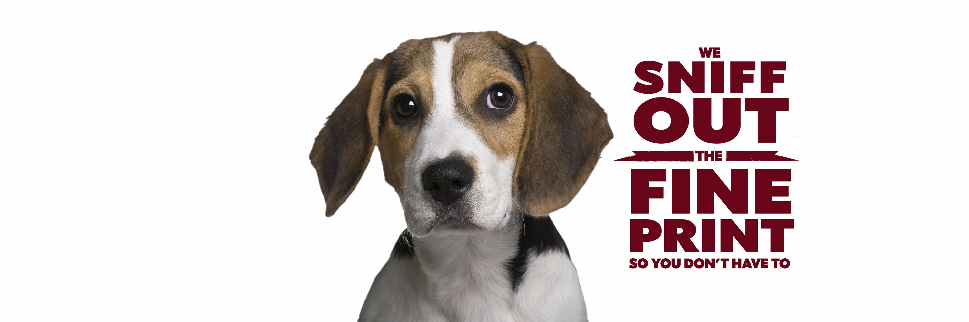 Beagle Inc banner