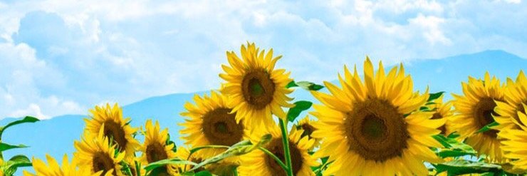 PNutn's profile banner image