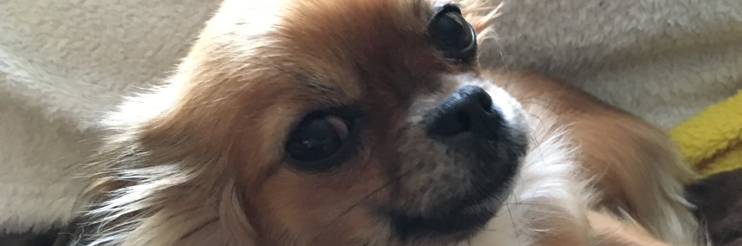 JaneJanie416's profile banner image