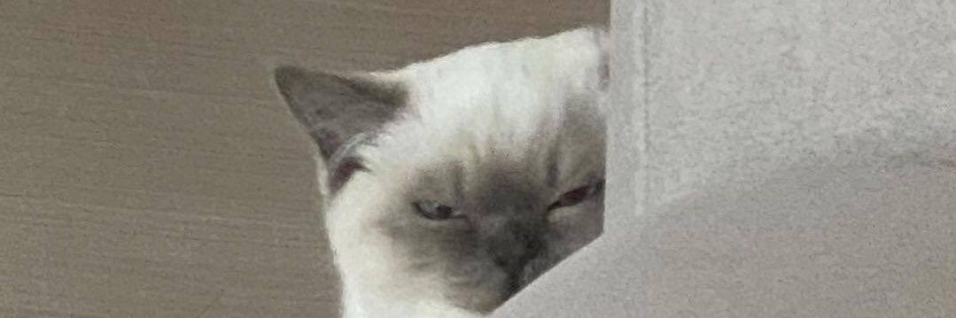 mirianaecoli's profile banner image