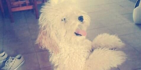 Florencia Maldonado banner