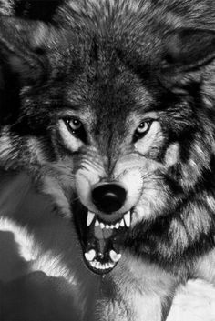 Shelly_shewolf's profile banner image