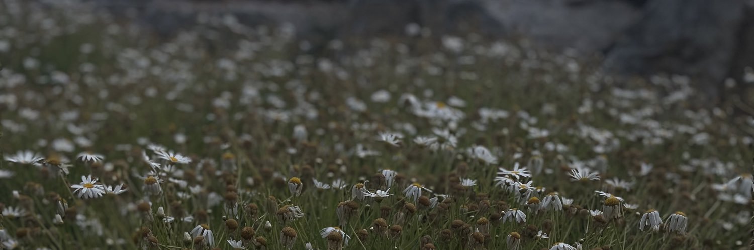 питаврите banner