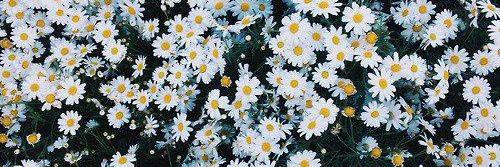 Masha__Meshkova's profile banner image