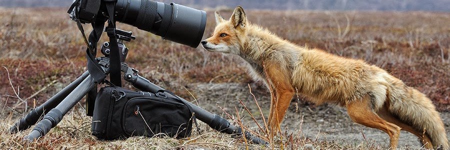 audrfox's profile banner image