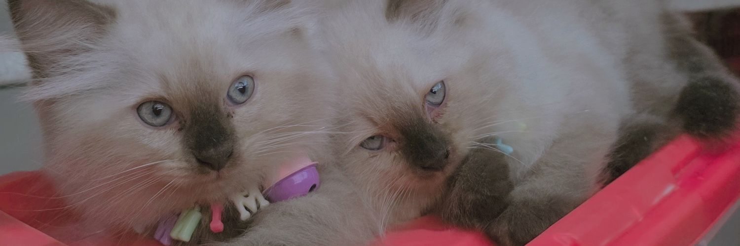 inikio_'s profile banner image