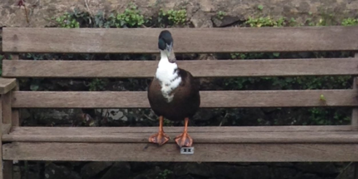 BruiserTheDuck's profile banner image