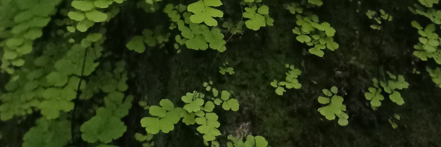 Reiff Penumbral banner