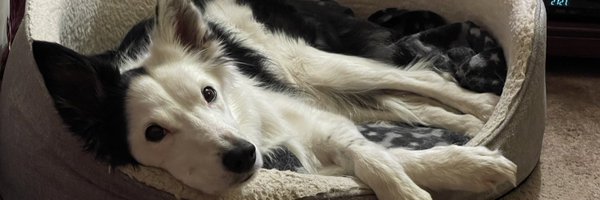 snabless Profile Banner
