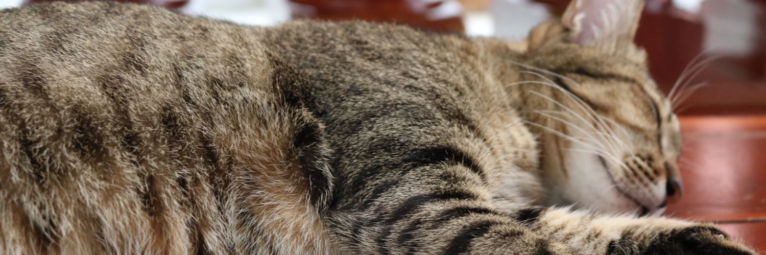 miwaskiiii's profile banner image