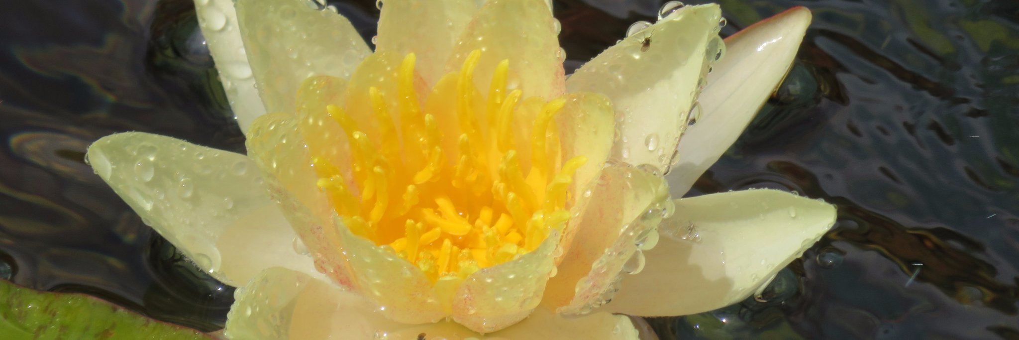 P.L. Klein, Author banner