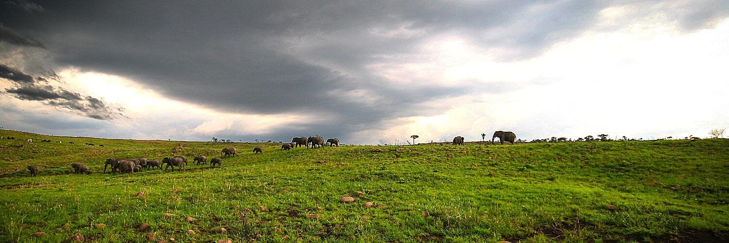 Steph Reinstein banner