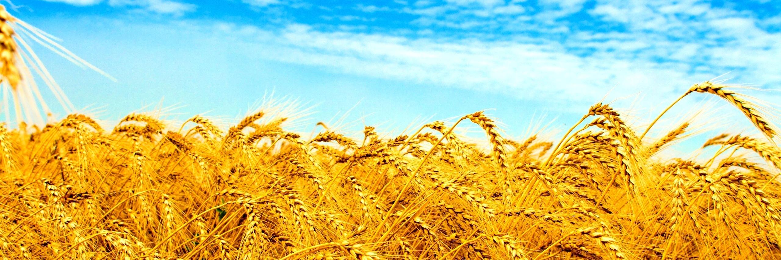 Revaz Narchemashvili banner